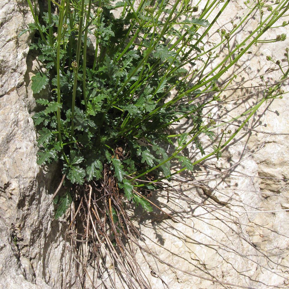 Image of Scrophularia olympica specimen.