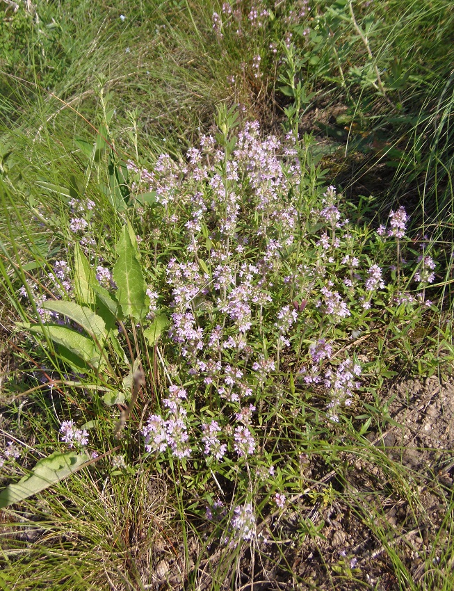 Изображение особи Thymus &times; tschernjajevii.