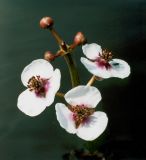 Sagittaria sagittifolia