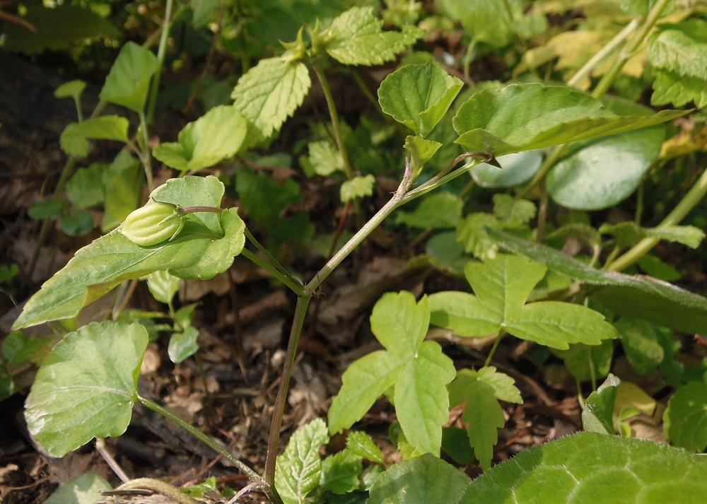 Image of genus Viola specimen.