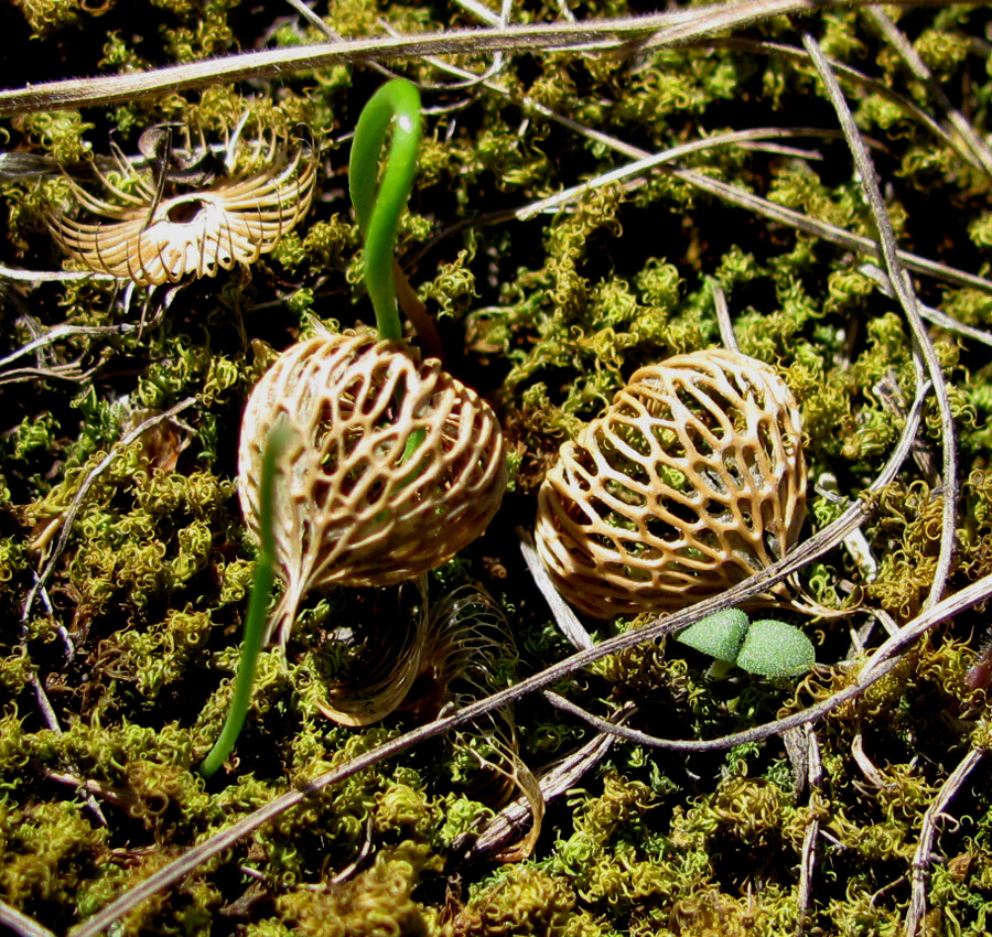 Изображение особи Crocus reticulatus.