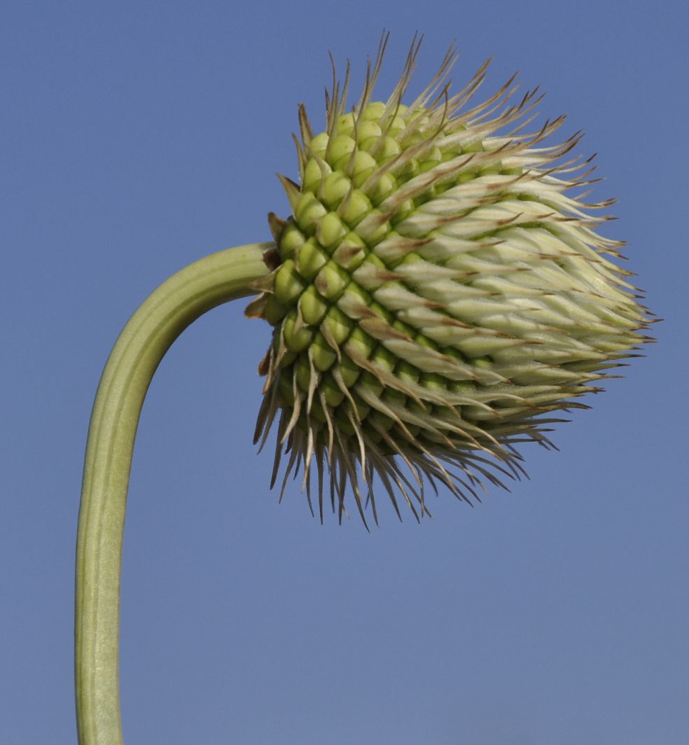 Image of Cephalaria ambrosioides specimen.