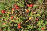 Rosa amblyotis