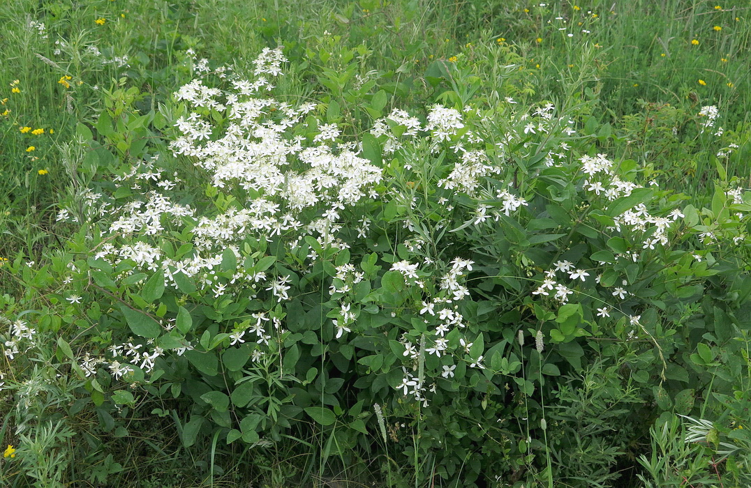 Изображение особи Clematis mandshurica.