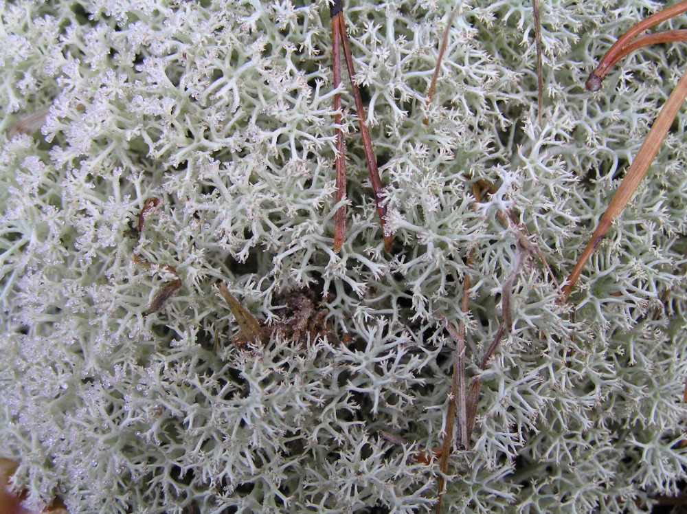 Изображение особи род Cladonia.