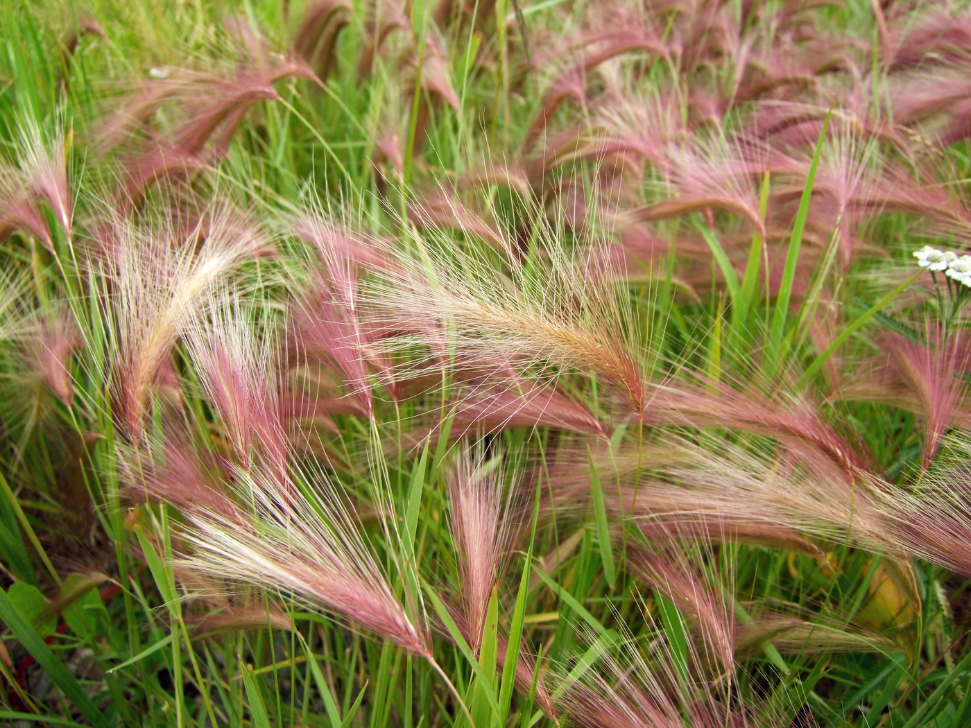 Image of Hordeum jubatum specimen.