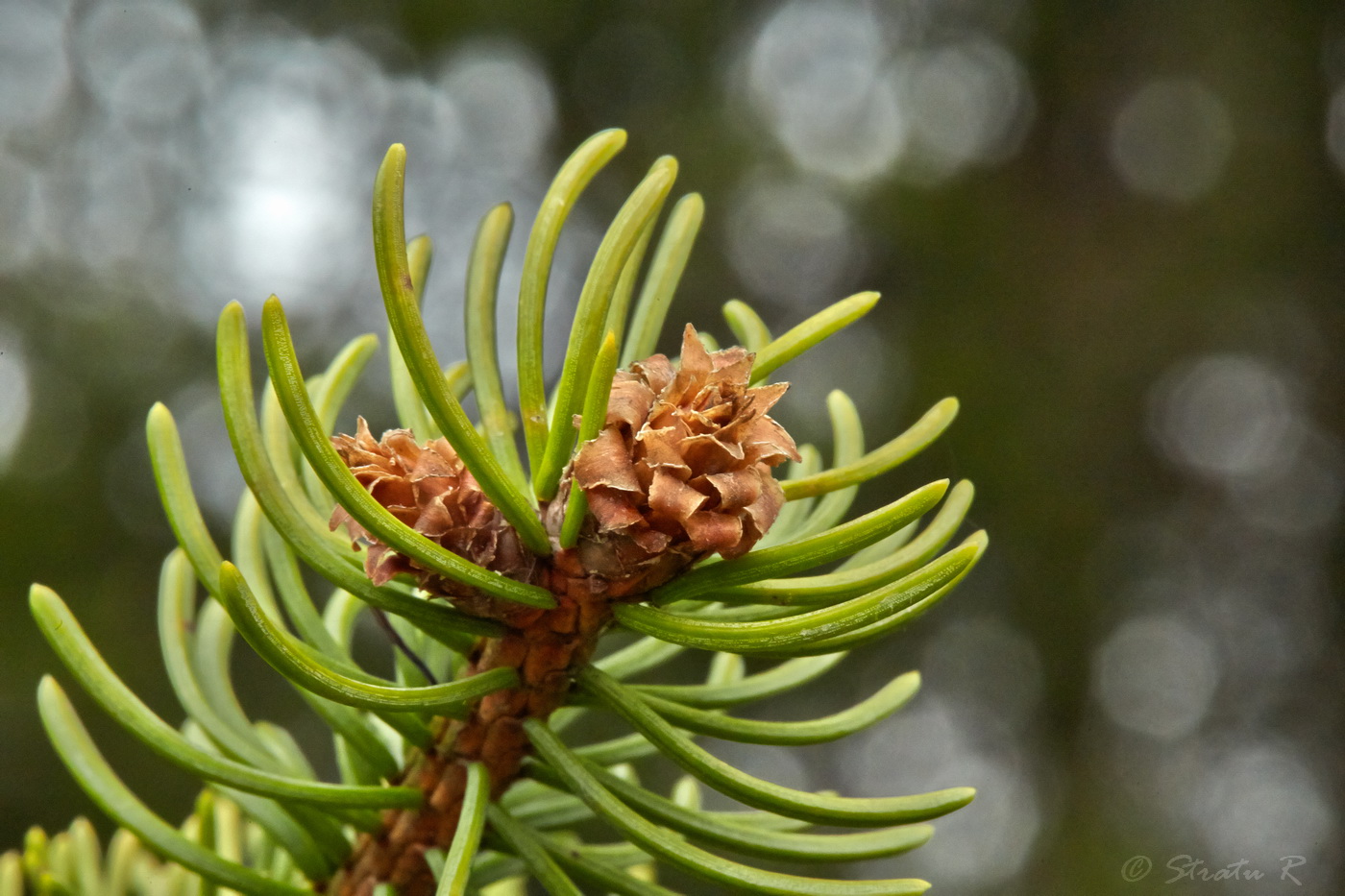 Изображение особи Picea abies.