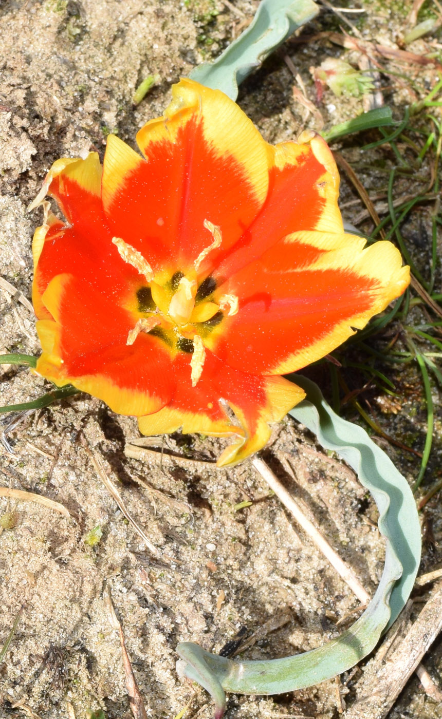 Image of Tulipa korolkowii specimen.