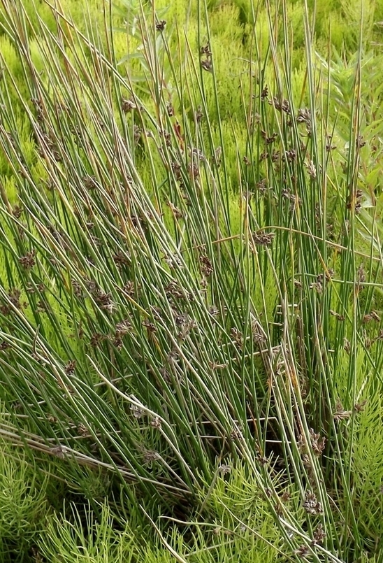 Image of Juncus haenkei specimen.