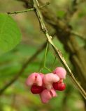 Euonymus phellomanus