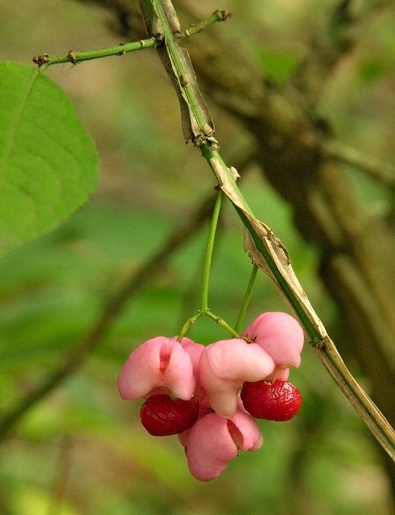 Изображение особи Euonymus phellomanus.