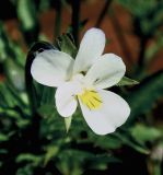 Image of taxon representative. Author is Анна Малыхина