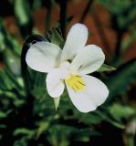 Viola arvensis