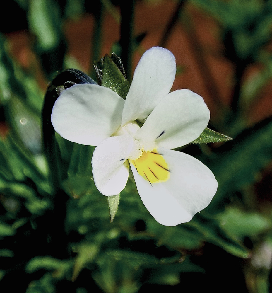 Image of Viola arvensis specimen.
