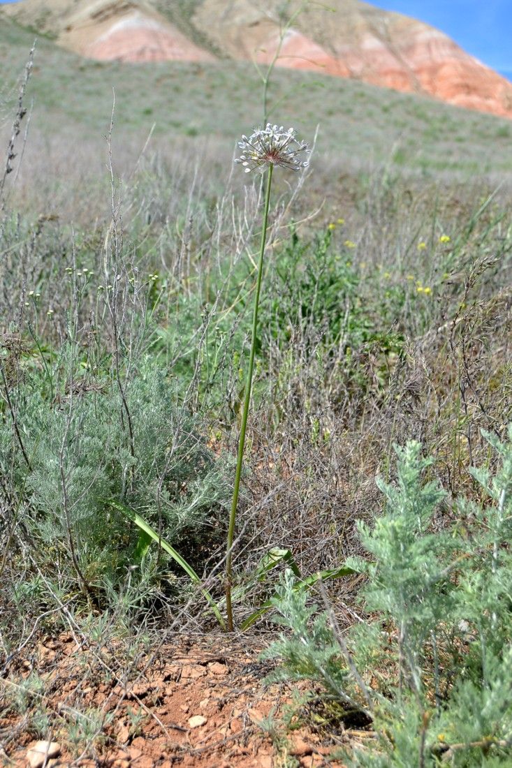 Изображение особи Allium tulipifolium.