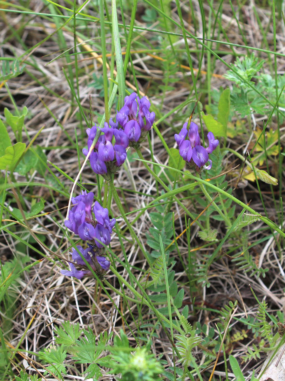 Изображение особи Astragalus danicus.