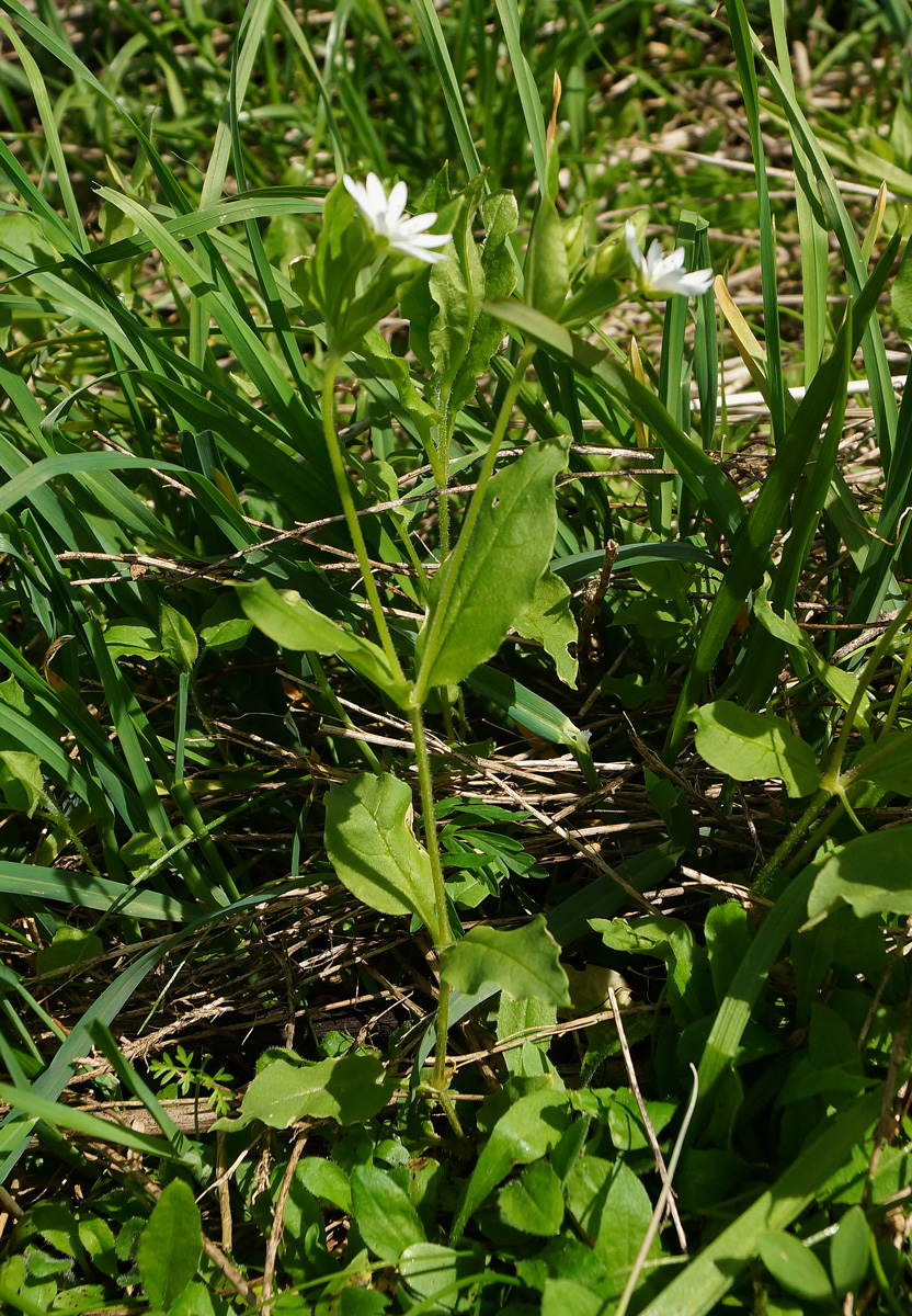 Image of Stellaria bungeana specimen.