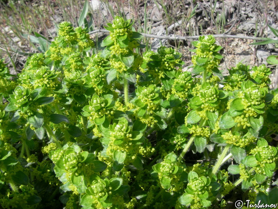 Image of Cruciata laevipes specimen.