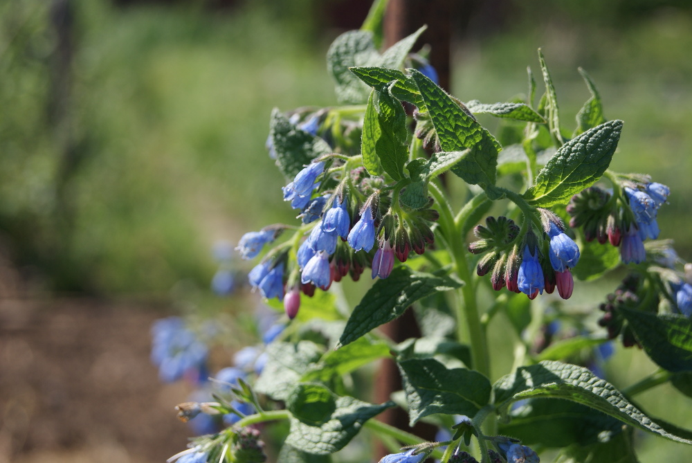 Изображение особи Symphytum caucasicum.