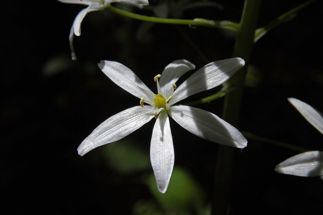 Image of Ornithogalum arcuatum specimen.