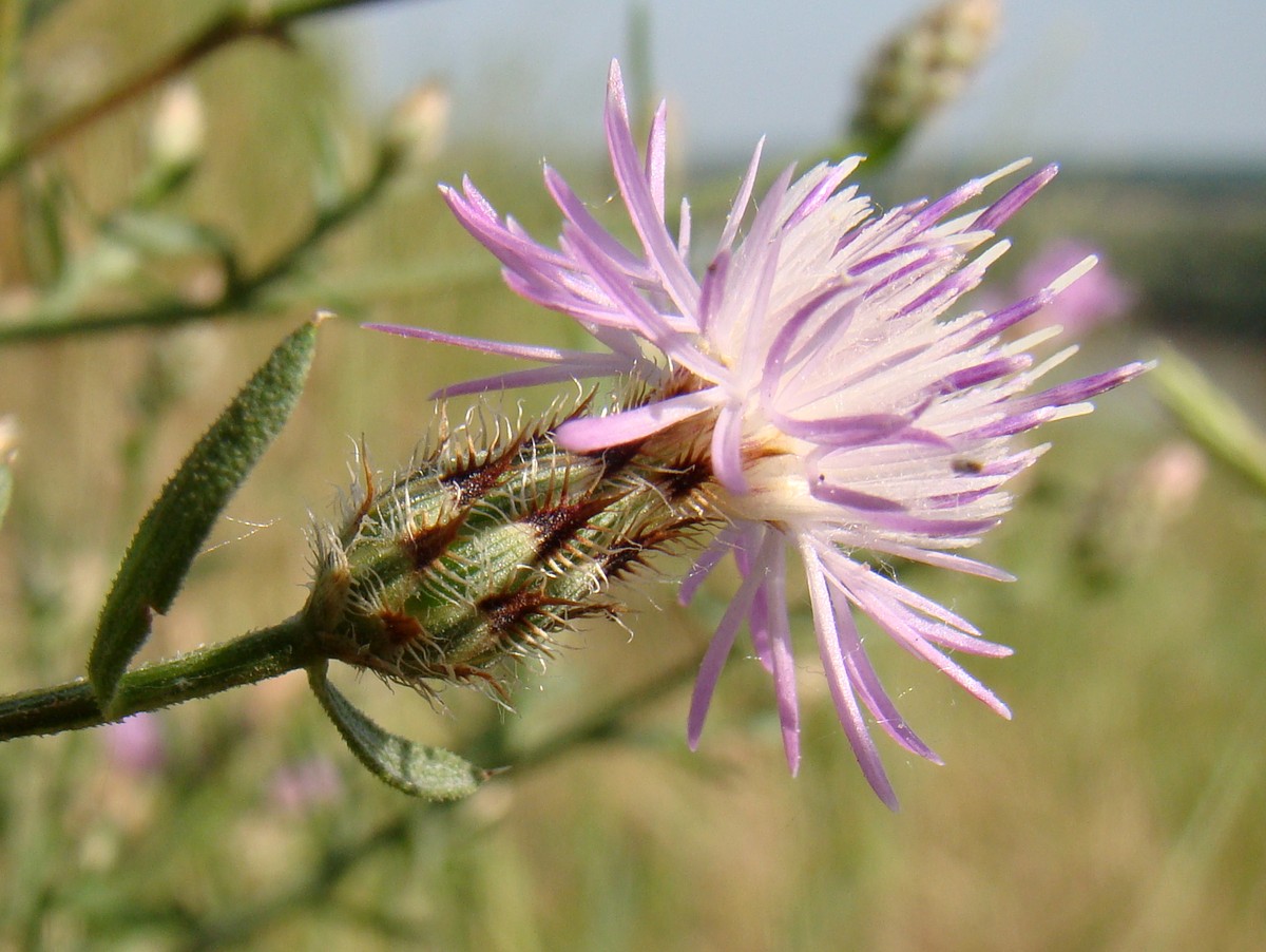 Image of Centaurea diffusa specimen.