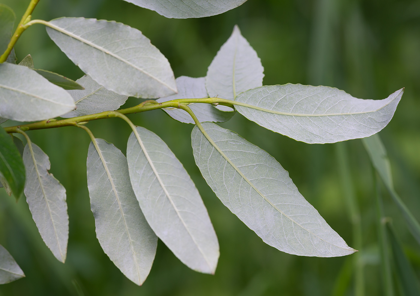 Image of Salix phylicifolia specimen.