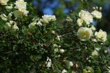 Rosa spinosissima. Часть цветущего куста. Ленинградская обл., Всеволожский р-н, окр. пос. Куйвози, садоводство, в культуре. 02.07.2017.
