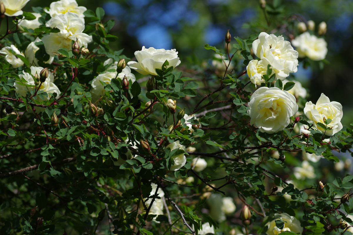 Изображение особи Rosa spinosissima.