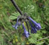 Nepeta supina