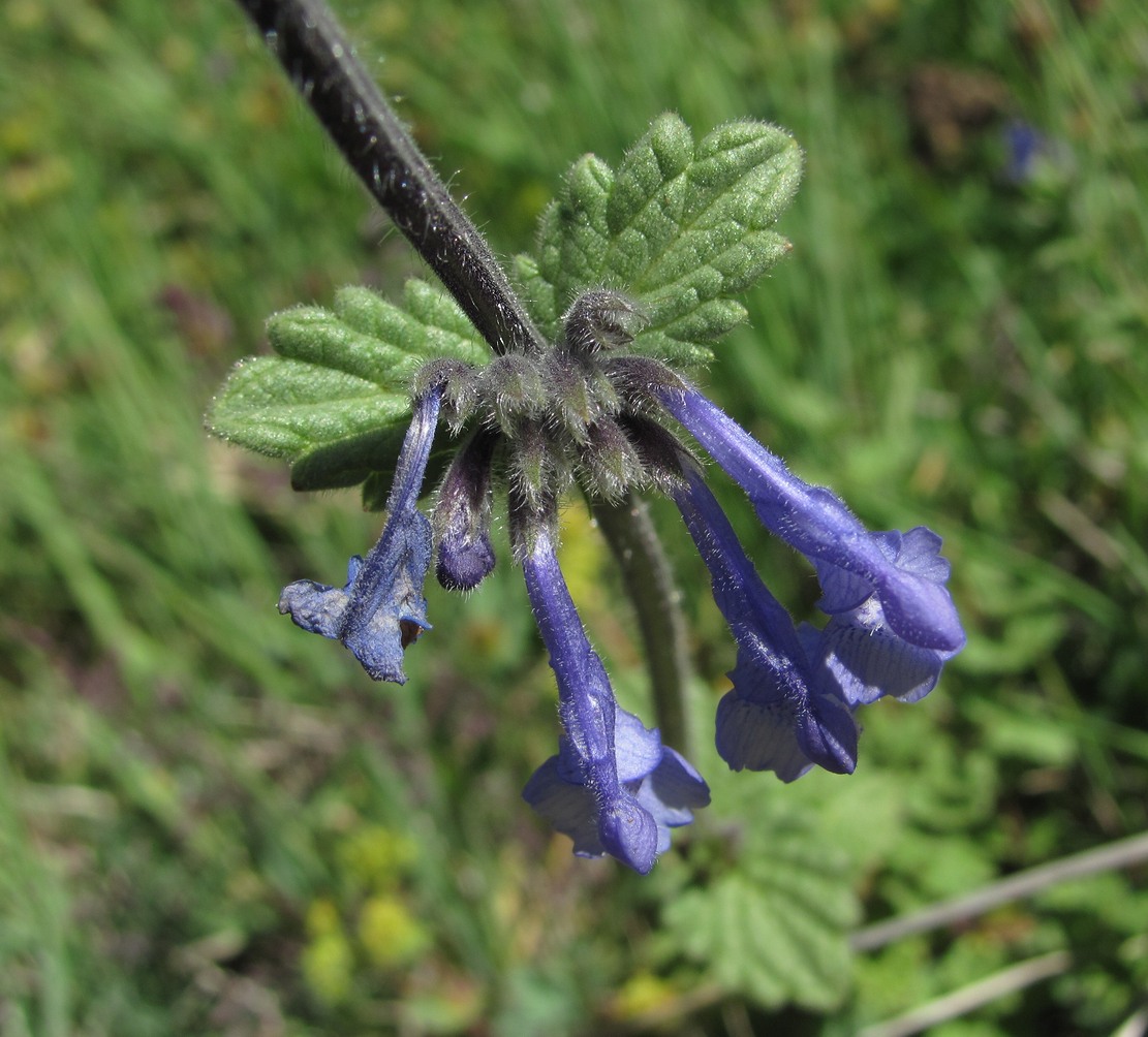 Изображение особи Nepeta supina.