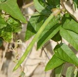 Vigna speciosa