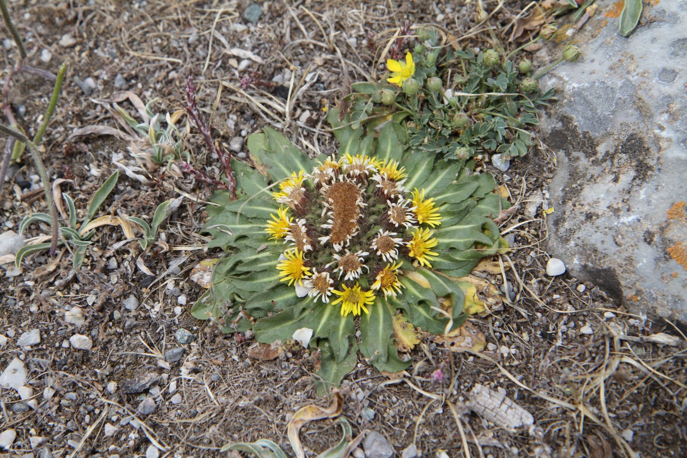 Изображение особи Inula rhizocephala.