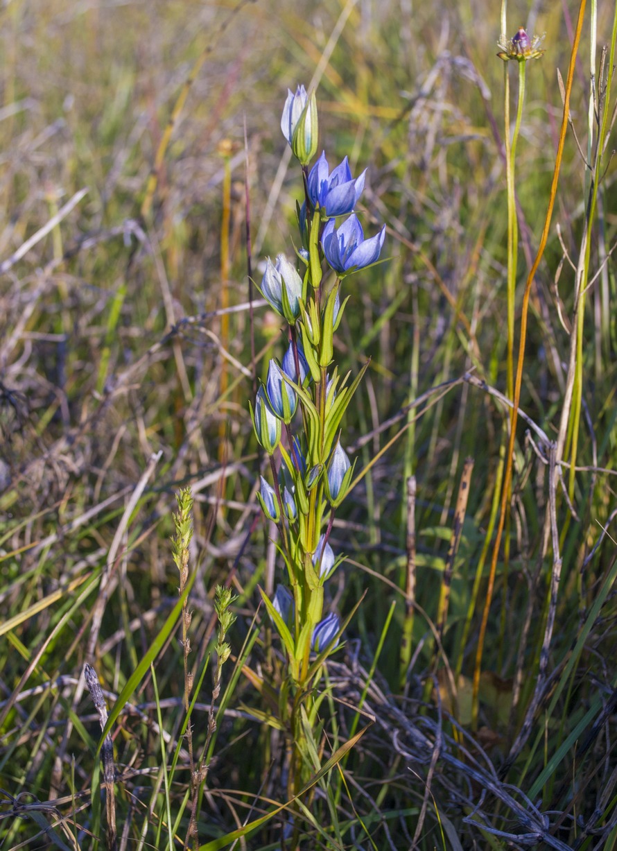 Изображение особи Lomatogonium rotatum.