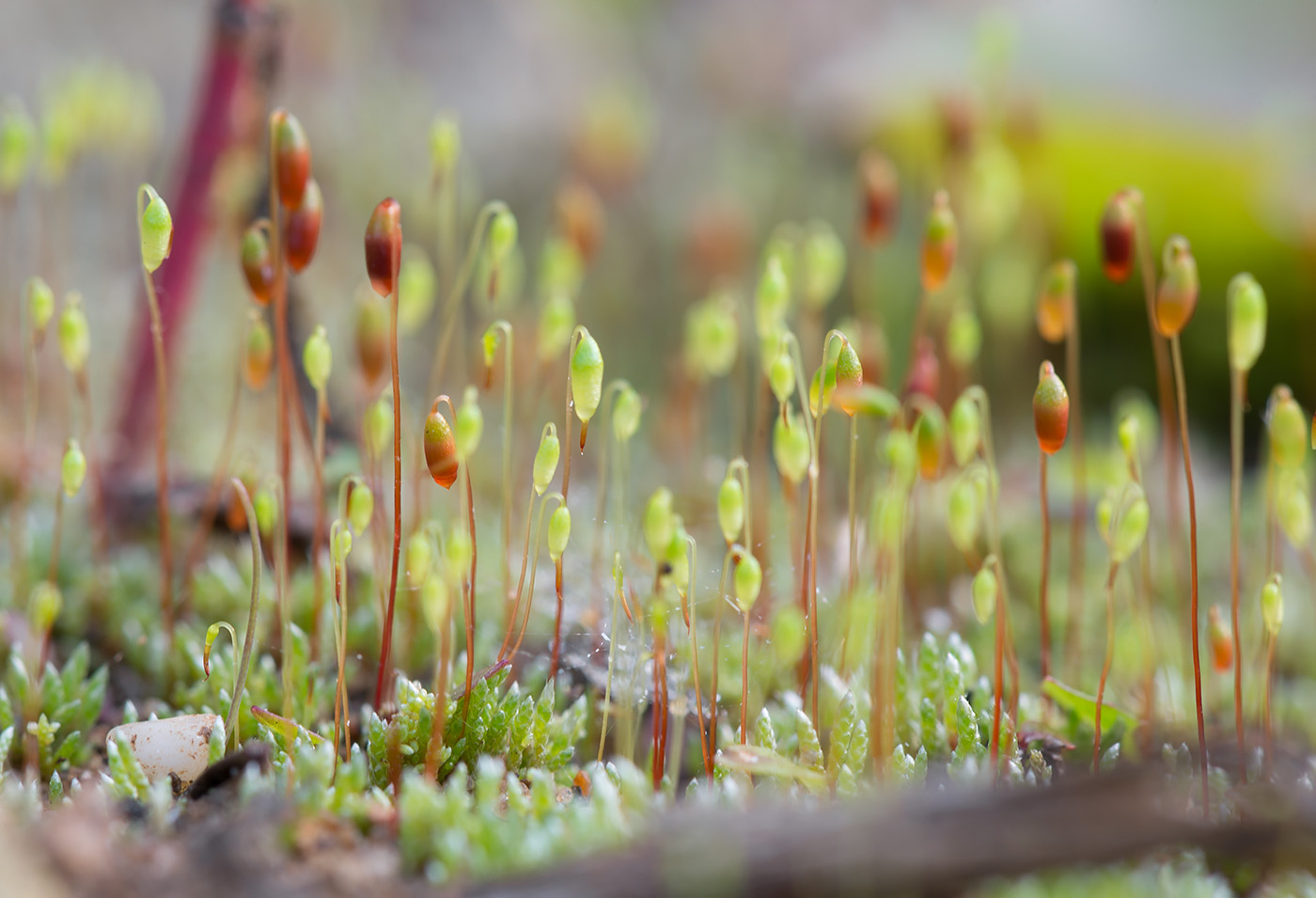 Изображение особи Bryum argenteum.