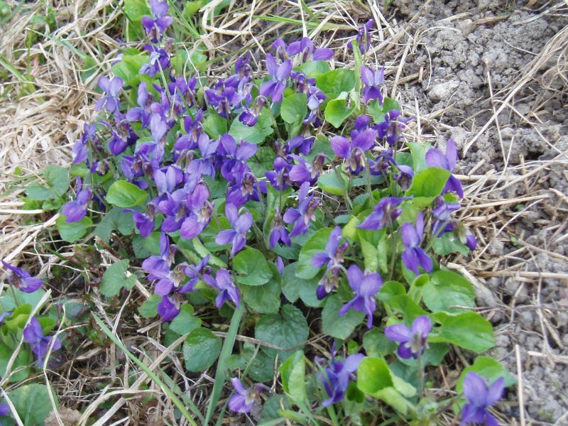 Изображение особи Viola odorata.