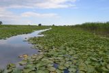 Nymphaea alba