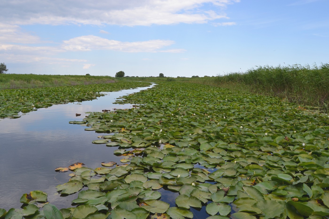 Изображение особи Nymphaea alba.