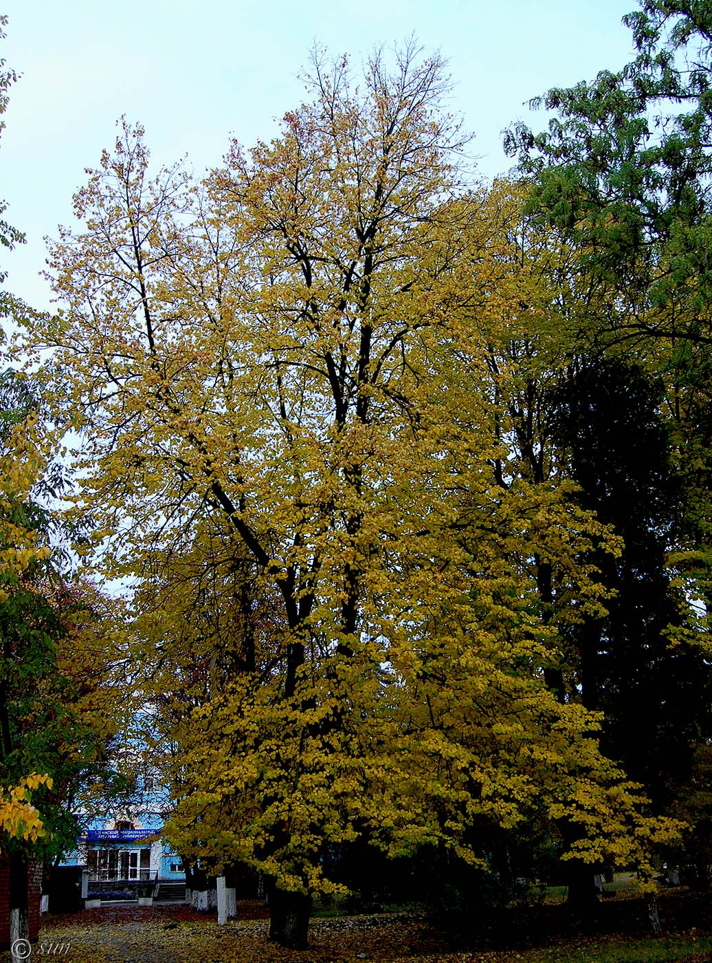 Image of Tilia cordata specimen.