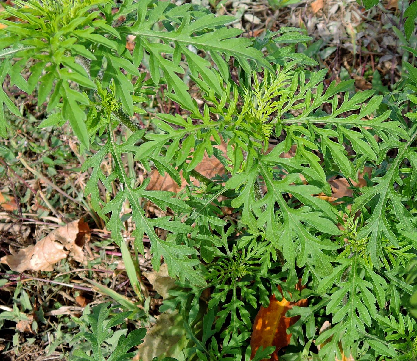 Изображение особи Ambrosia artemisiifolia.