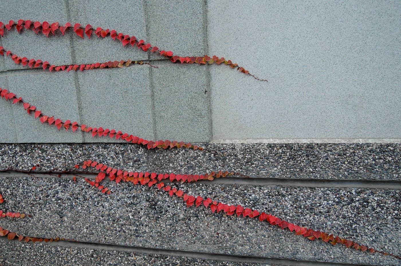 Изображение особи Parthenocissus tricuspidata.