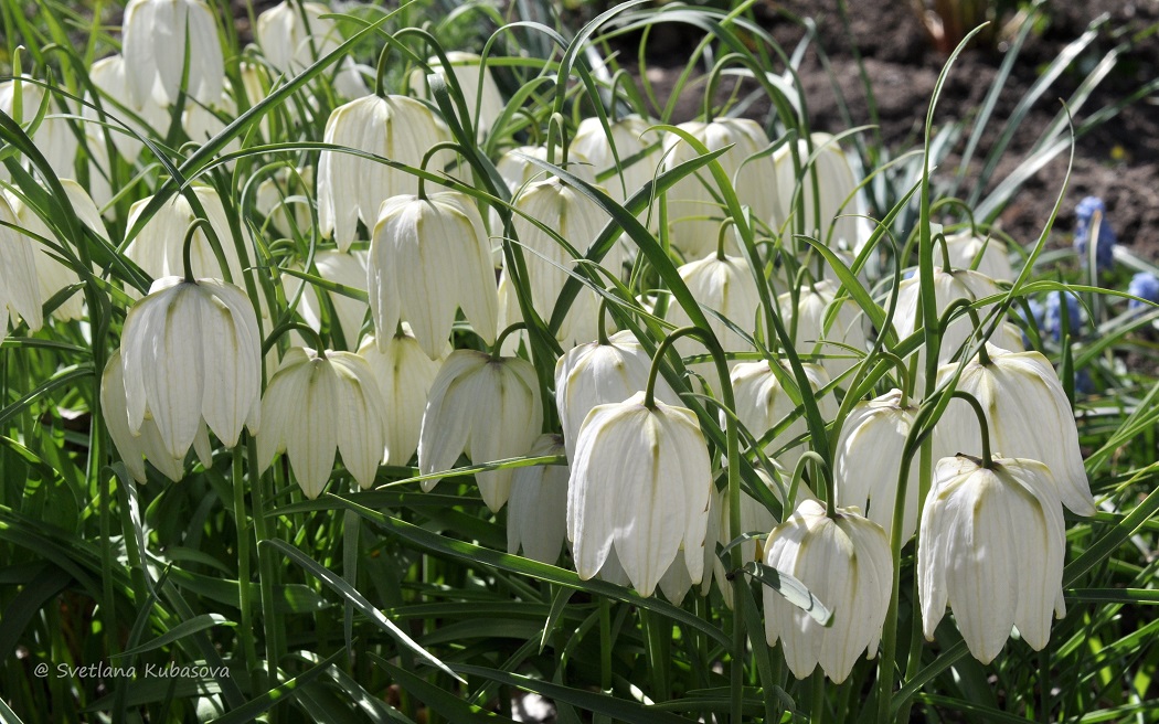 Изображение особи Fritillaria meleagris.