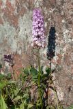 Dactylorhiza psychrophila