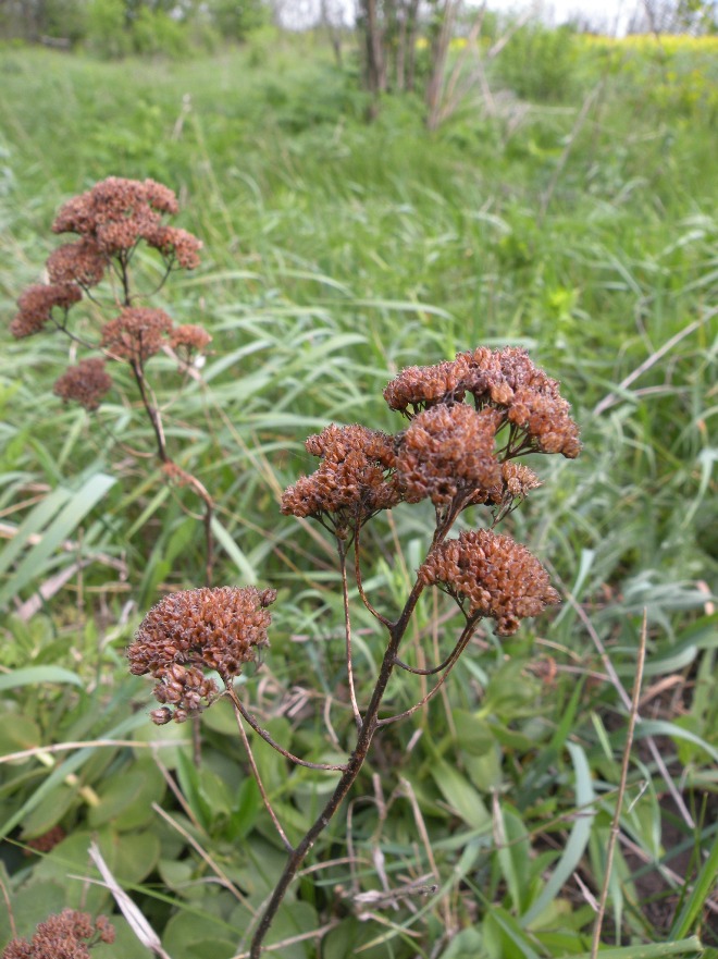 Image of Hylotelephium stepposum specimen.
