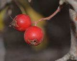 Crataegus × sinaica. Плоды на верхушке побега. Израиль, горный массив Хермон, долина Ман, выс. 1400 м н. у. м. 07.12.2017.