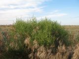 Mausolea eriocarpa. Бутонизирующее растение. Казахстан, Южное Прибалхашье, южная кромка пустыни Таукум, закрепленные пески. 24 мая 2017 г.