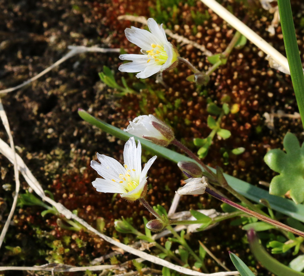 Изображение особи Dichodon cerastoides.