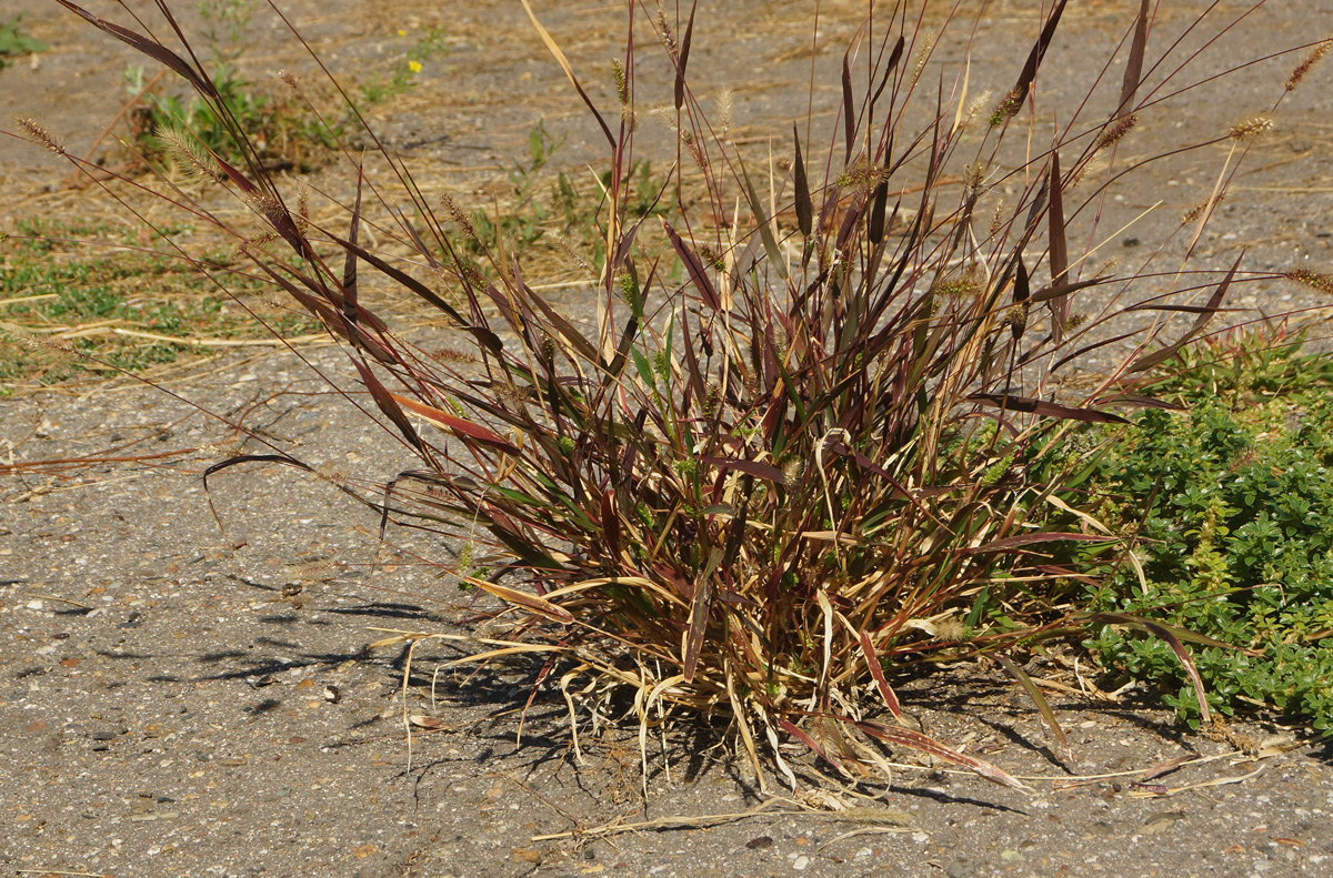 Image of Setaria viridis specimen.