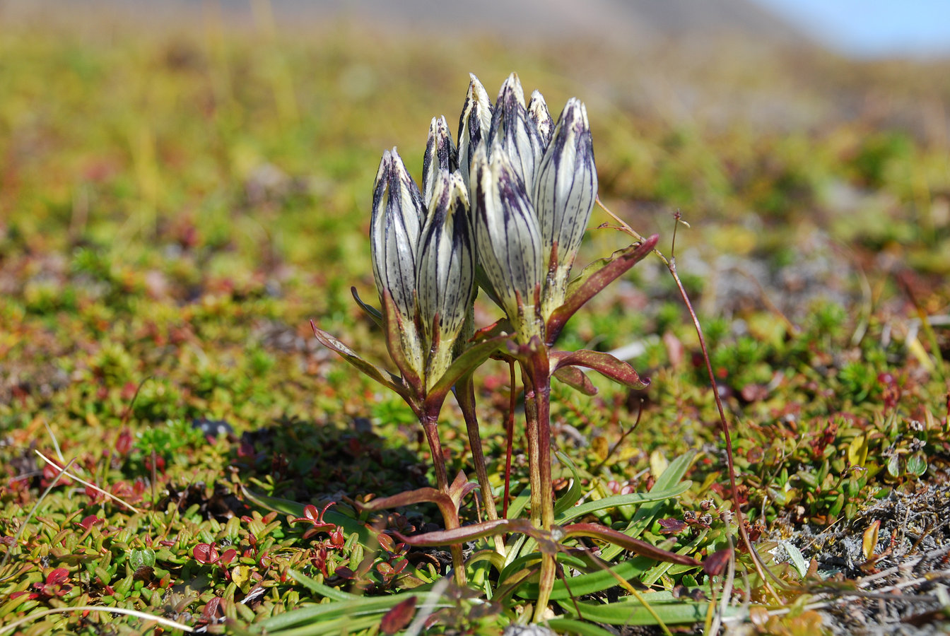 Изображение особи Gentiana algida.