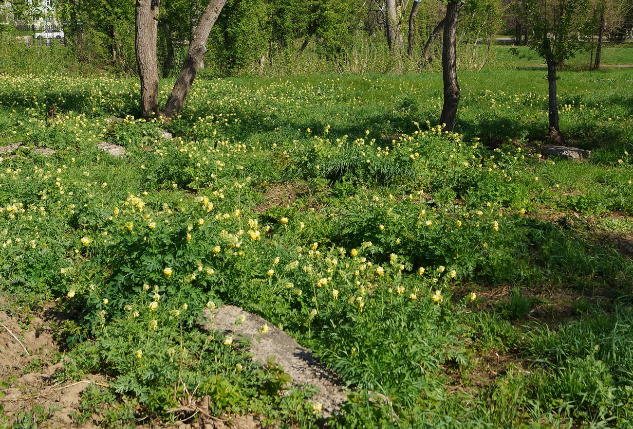 Image of Corydalis nobilis specimen.