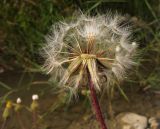 Crepis rhoeadifolia